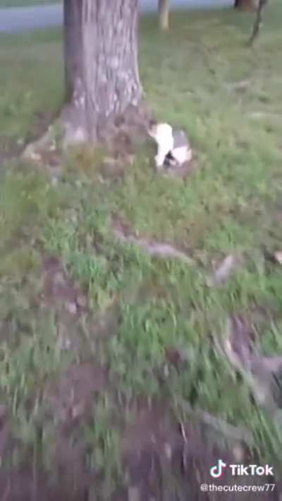 SuperCat brings baby squirrels to owner's attention.