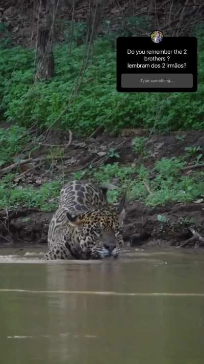 ? What's the first thought that comes to your mind when you think of a jaguar?