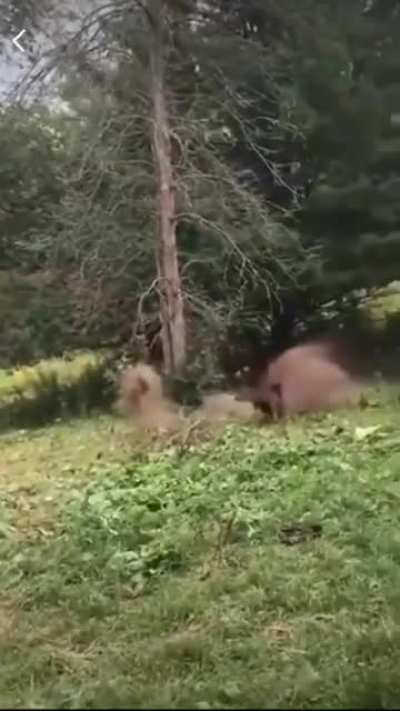 Flying horse