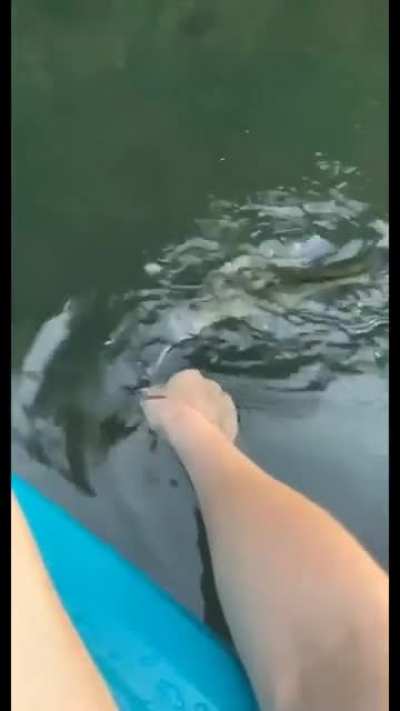 Splash