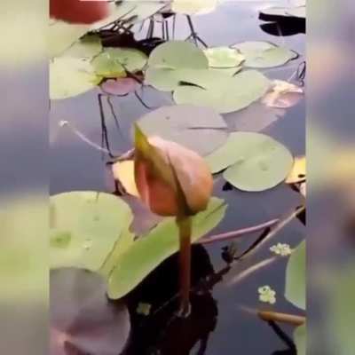 ? "Lotus Flower" that gets rid of the moss around it.