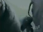 ...an elephant.