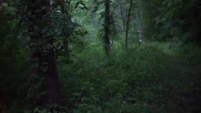 ? Lightning bugs are fascinating