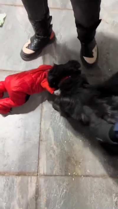 Poor baby being attacked by a Dog