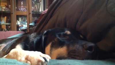New redditor. Thought I’d share my mutt Snuggles dreaming. ?