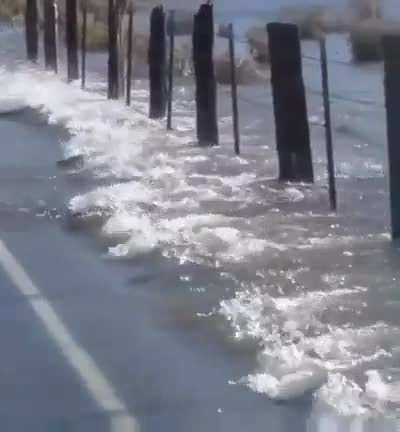 ? Salmon filmed crossing over a road during a flood