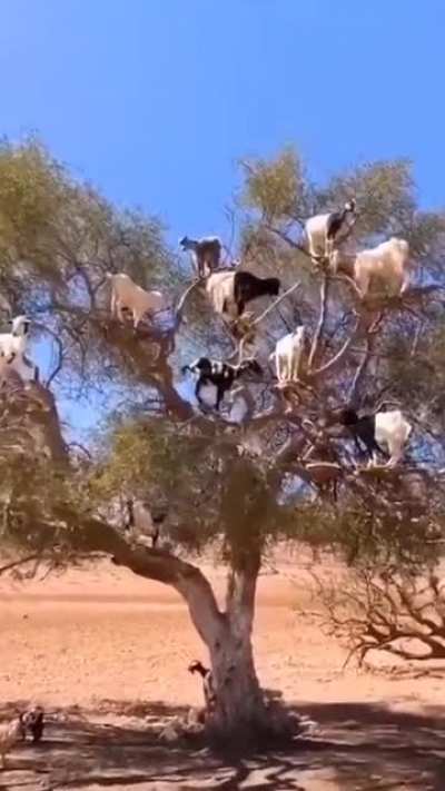 Go at tree Goat.