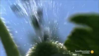 The Squirting Cucumber Popping its Seeds