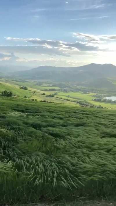 ? Long grass moves like ocean waves in Hills Of Bologna, Italy.