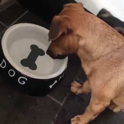 To eat the bone