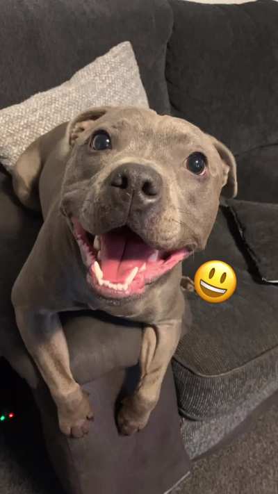 My Dog as Emojis ?