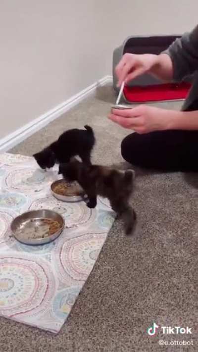 Formidable scream for a tiny kitten