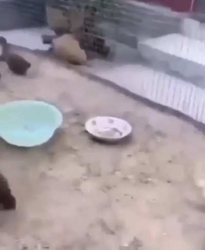 to join other ducks