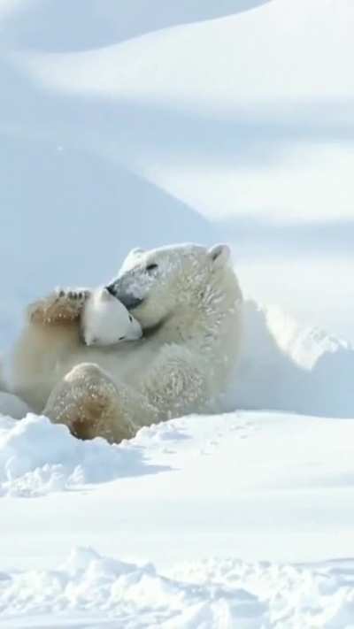 ?The hatchlings weigh around 10 k when they start to come out of their cave, so that they gradually acclimate to the new climate, the first nights they will go back to sleep in their old cave. Then they march towards the ice sheets and there the bear cubs