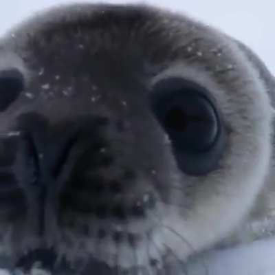 ? A baby seal checking out a wildlife photographer ?