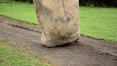 This is how the Polynesians in the Easter Island move Moai statues with some weights more than 80 tons.