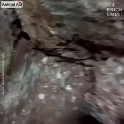 Animal Aid bro digs under rubble by hand as mom insists puppies are still alive down there