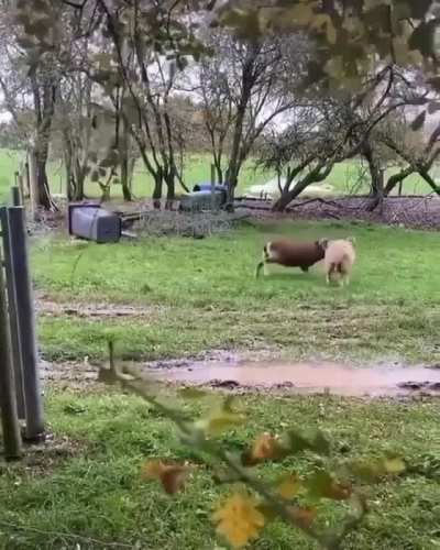 ? A couple of Rams going head to head.