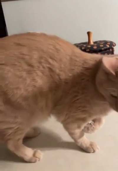 The way this cat switches paws ?