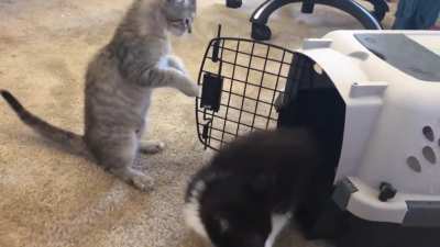 The Double Tap