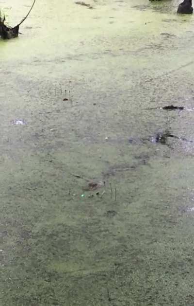 ? A baby alligator chasing a laser pointer ?