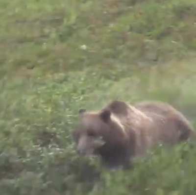 Grizzly bear charging down the side of a steep hill