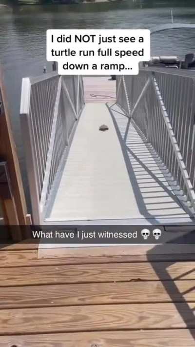 Turtle running down ramp ?