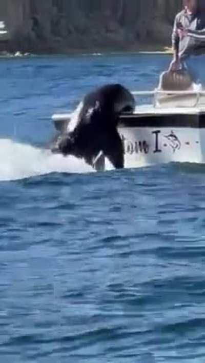 Sea Lion gets a little salami, as a treat, from a friendly fisherman in Los Cabos ?