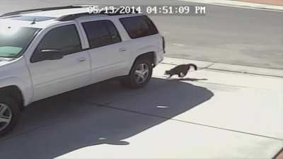Gangsta cat saves kid from dog