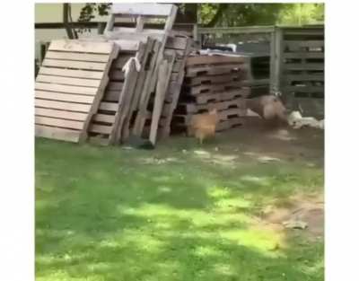 Here's a video of Leia and duke playing "catch me" to brighten up your day