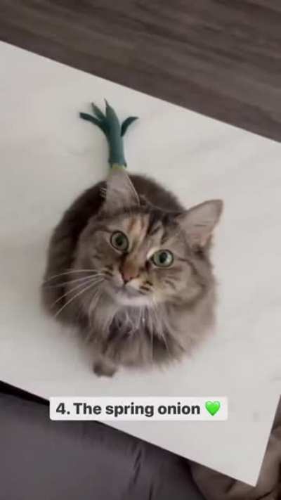 Cat.
