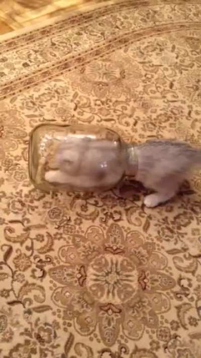 1 Kitten 1 Jar