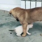 A smol dog with even smoller Catto.