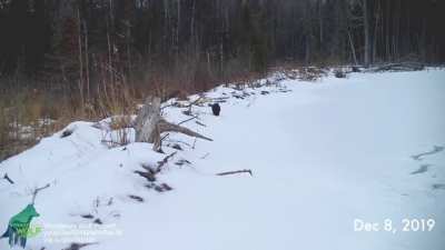 ? All sorts of wildlife that used a beaver dam to cross wetland