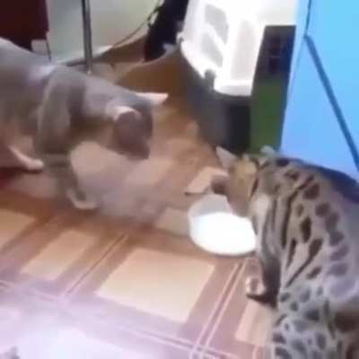 ?Fren?