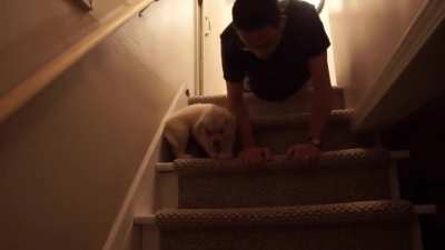 Stairs can be scary... until daddy teaches you!