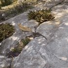 A Little Monkey Hugging Its Best Friend