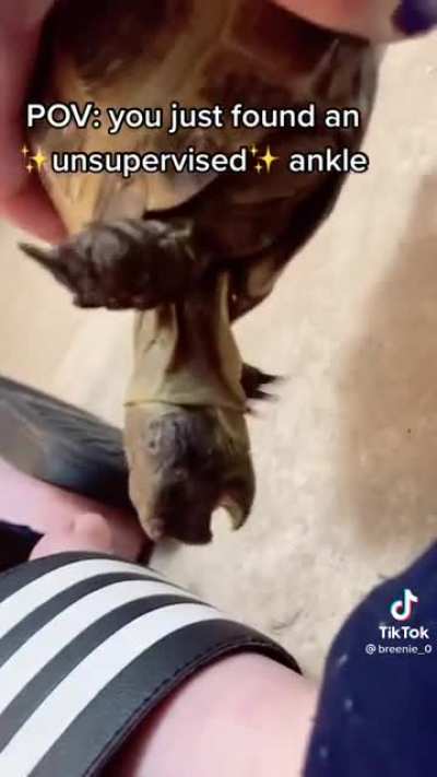 It wants to be a Snapping Turtle..