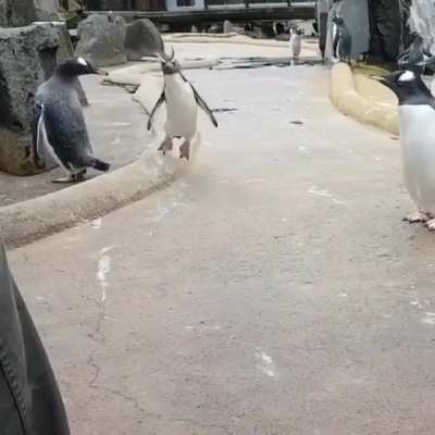 Jump ?
