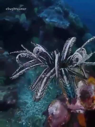 Feather Star