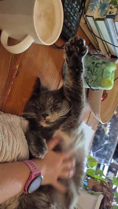 Mirin does this whenever I rub her belly ?