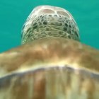 ? This ‘sea turtle camera’
