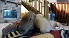 Capybara named JoeJoe helps raise abandoned Husky puppies