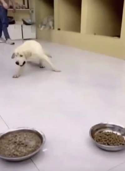 Abrupt_Doggo