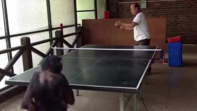 ?Playing ping-pong with a chimp?