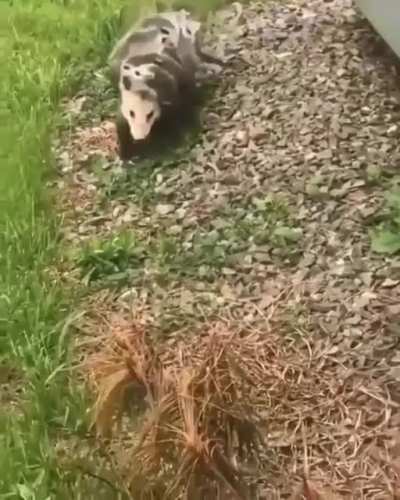 ? A momma possum walking along with her babies ?