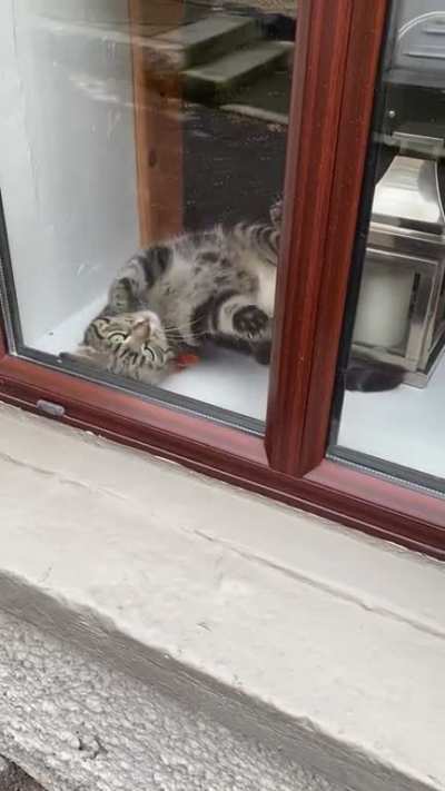 Saw this derpy derp on my way to the Post Office (Cork City derp)