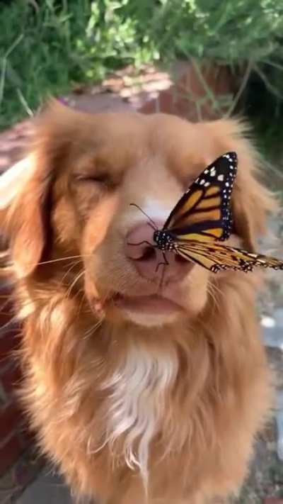 A monarch butterfly and doggo sharing a beautiful moment