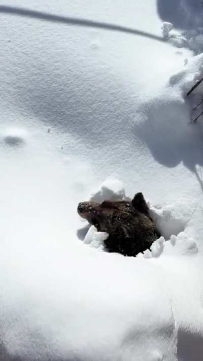? Massive grizzly digging their way out of their den after hibernation