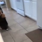 ‪He turned around so they could both see how he’s dancing‬. This is truly an impressive shake. Good boy!
